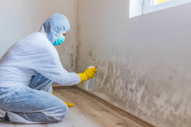 Licensed Basement Mold Remediation service in Hollywood, FL - WQB Mold Removal