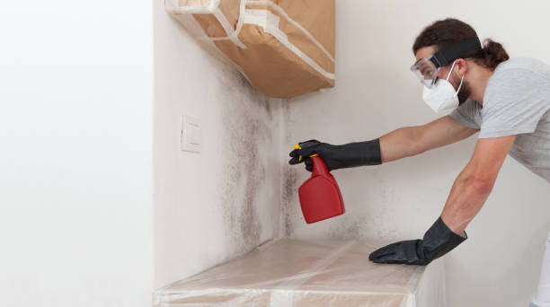 Professional Basement Mold Remediation technician working in Hollywood, FL