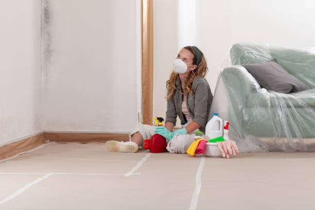 Reliable Basement Mold Remediation contractor in Hollywood, FL by WQB Mold Removal