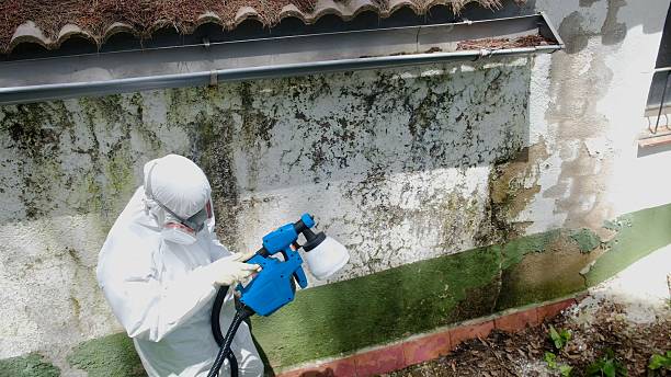 Top rated local Basement Mold Remediation specialists in Hollywood, FL